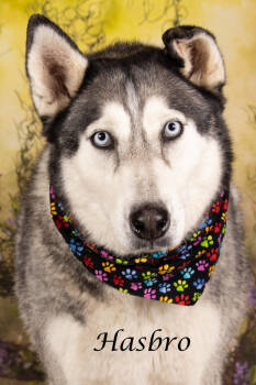 Rescue Siberian Husky Dogs for Adoption in Gilbert, Arizona - Hasbro (knows Sabien) | PetCurious