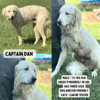 Rescue Great Pyrenees Dogs for Adoption in Anahuac, Texas - Captain Dan - 787 | PetCurious