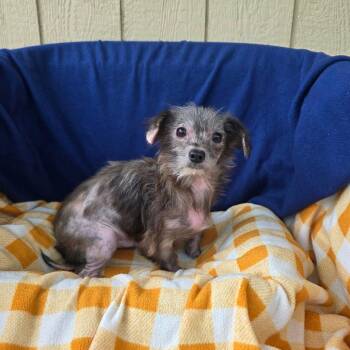 Boingo -  Mixed Breed Dog for Adoption in Jackson, Missouri - Boingo | PetCurious