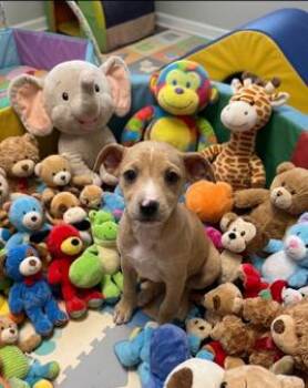 Rat Terrier and Chihuahua Dogs Available for Adoption in Washington, District Of Columbia - Babe Serena | PetCurious
