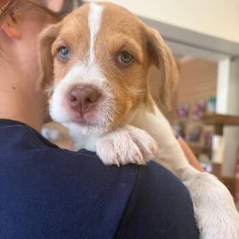 Spot -  Mixed Breed Dog for Adoption in Morristown, Vermont - Spot | PetCurious