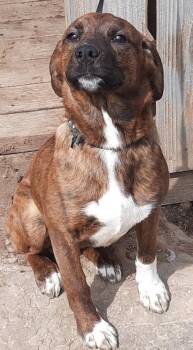 Plott Hound and Australian Shepherd Dogs Available for Adoption in Mcconnelsville, Ohio - Boots | PetCurious