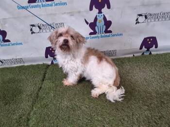 HEART -  Shih Tzu and Mixed Breed Dog for Adoption in Orlando, Florida - HEART | PetCurious