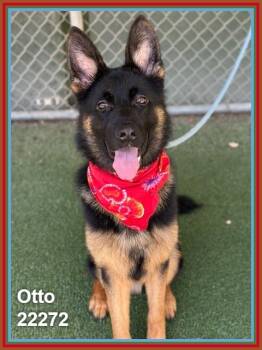 OTTO -  German Shepherd Dog Dog for Adoption in Marietta, Georgia - OTTO | PetCurious