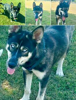 Rescue Husky Dogs for Adoption in Pilot Point, Texas - Riley Colorado | PetCurious