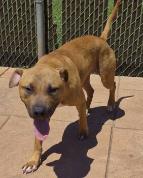 Barney -  Terrier and Mixed Breed Dog Available for Adoption in Shreveport, Louisiana - Barney | PetCurious