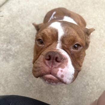 Gummy -  English Bulldog Dog for Adoption in Wake Forest, North Carolina - Gummy | PetCurious