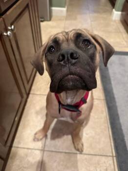 Cane Corso Dogs Available for Adoption in Glendale, Arizona - Lola | PetCurious
