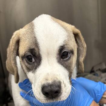 Rigatoni -  Mixed Breed Dog for Adoption in Galveston, Texas - Rigatoni | PetCurious