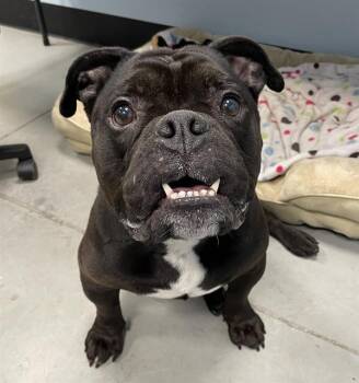 MAGNO -  Mixed Breed Dog for Adoption in Palmetto, Florida - MAGNO | PetCurious