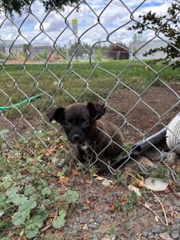 Solomon -  Mixed Breed and Dachshund Dog for Adoption in Spokane, Washington - Solomon | PetCurious