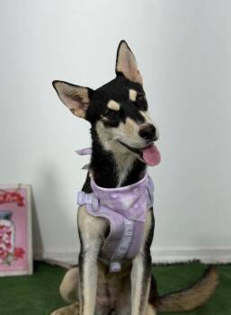 Nova-One of our Amazing Rescue Dogs -  Australian Kelpie and Husky Dog for Adoption in Carlsbad, California - Nova-One Of Our Amazing Rescue Dogs | PetCurious
