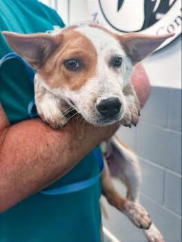 Chipotlex -  Mixed Breed Dog for Adoption in Nashville, Tennessee - Chipotlex | PetCurious