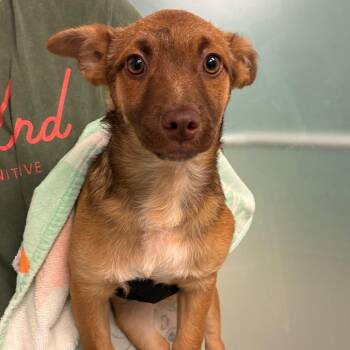 Twix -  Chihuahua and Mixed Breed Dog for Adoption in Abilene, Texas - Twix | PetCurious