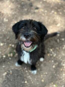 Rescue Wirehaired Terrier Dogs for Adoption in Lindenhurst, New York - Shilah | PetCurious