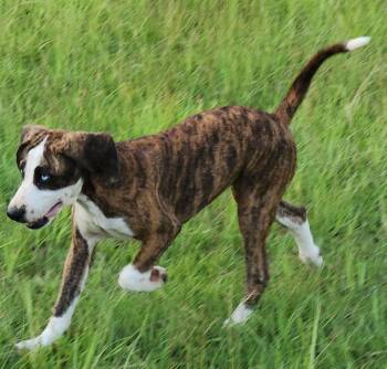 Sissy -  Mountain Cur Dog for Adoption in Silsbee, Texas - Sissy | PetCurious