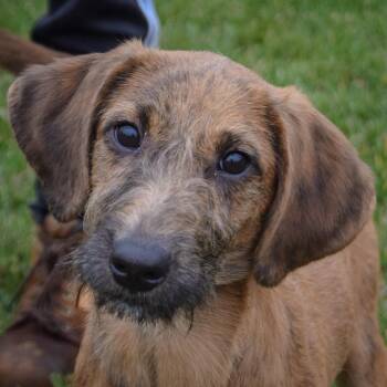 Rescue Wirehaired Terrier and Coonhound Dogs for Adoption in Huntley, Illinois - Dale | PetCurious