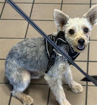 TEDDY -  Terrier and Mixed Breed Dog for Adoption in Burbank, California - TEDDY | PetCurious