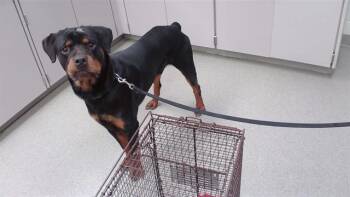 NINO -  Rottweiler and Mixed Breed Dog for Adoption in Omaha, Nebraska - NINO | PetCurious
