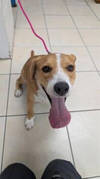Obi -  Mixed Breed Dog for Adoption in Largo, Florida - Obi | PetCurious