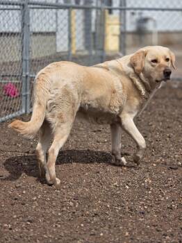 Labrador Retriever Dogs Available for Adoption in Minot, North Dakota - Luna 26-8729 | PetCurious