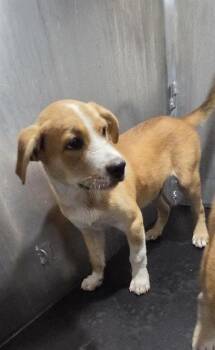 THING 2 -  American Staffordshire Terrier Dog for Adoption in San Antonio, Texas - THING 2 | PetCurious