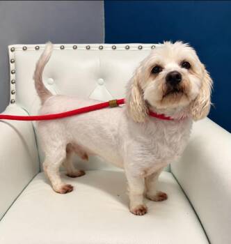 Romeo -  Maltese Dog for Adoption in Washingtonville, New York - Romeo | PetCurious