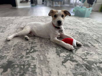 Rescue Shepherd Dogs for Adoption in Holly Springs, North Carolina - Castillo | PetCurious