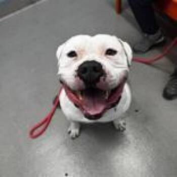 American Bully Dogs Available for Adoption - Tazz | PetCurious