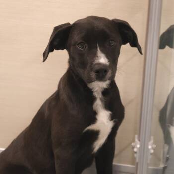 Mixed Breed Dogs Available for Adoption in Briarcliff Manor, New York - Lil Bit | PetCurious