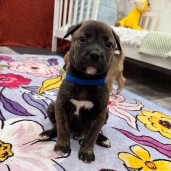 Pit Bull Terrier and Labrador Retriever Dogs Available for Adoption in Friendswood, Texas - Cosmo April Showers | PetCurious