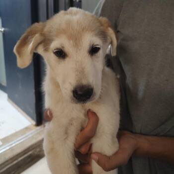 P46176 -  Great Pyrenees and German Shepherd Dog Dog for Adoption in Corsicana, Texas - P46176 | PetCurious