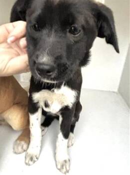 Labrador Retriever and Mixed Breed Dogs Available for Adoption - A651317 | PetCurious