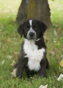 Rescue Border Collie Dogs for Adoption in Southaven, Mississippi - KODIAK | PetCurious