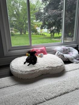 Mixed Breed Dogs Available for Adoption in Dorr, Michigan - Olive | PetCurious