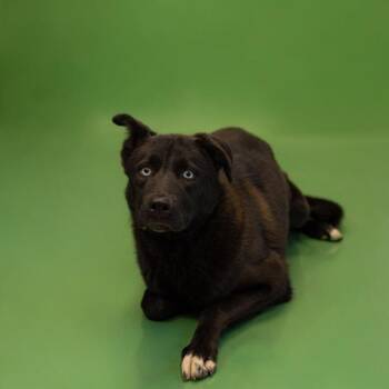 Shepherd Dogs Available for Adoption in Lawrenceville, Georgia - Pen 160c Cindy | PetCurious