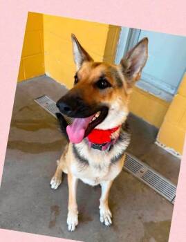 Mila -  German Shepherd Dog Dog for Adoption in Suamico, Wisconsin - Mila | PetCurious