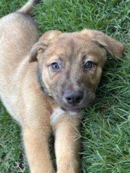 Shepherd Dogs Available for Adoption in Waxhaw, North Carolina - Seymour | PetCurious