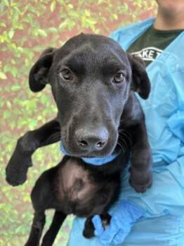 Labrador Retriever and Mixed Breed Dogs Available for Adoption in San Antonio, Texas - Prince | PetCurious