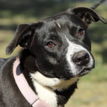 Mixed Breed Dogs Available for Adoption in Columbia, South Carolina - Nadine | PetCurious