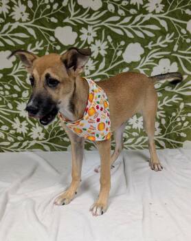 Chardonnay -  German Shepherd Dog and Labrador Retriever Dog for Adoption in Cleburne, Texas - Chardonnay | PetCurious
