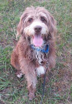 Rescue Labradoodle Dogs for Adoption in Albany, Kentucky - Hershee In Kentucky | PetCurious