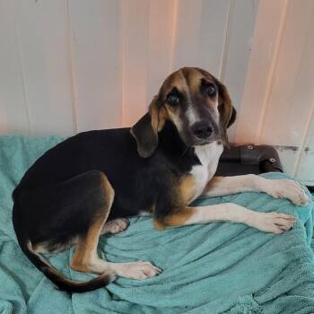 Lumita -  Mixed Breed Dog for Adoption in Ocala, Florida - Lumita | PetCurious