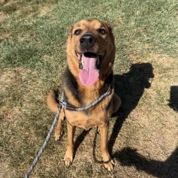 Dee -  Shepherd Dog for Adoption in St. Louis, Missouri - Dee | PetCurious