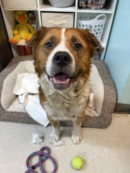 Mixed Breed Dogs Available for Adoption in Mobile, Alabama - Arlo | PetCurious