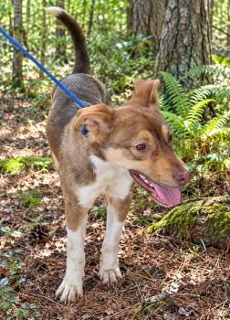 Rita -  Husky and Terrier Dog for Adoption in St. Augustine, Florida - Rita | PetCurious