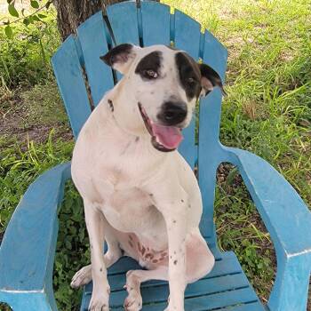 Simmons -  Retriever and Mixed Breed Dog for Adoption in Corpus Christi, Texas - Simmons | PetCurious