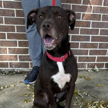 Rescue Labrador Retriever Dogs for Adoption in Waterloo, Iowa - Harold | PetCurious