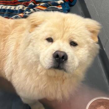 Aslan -  Mixed Breed Dog for Adoption in Allentown, Pennsylvania - Aslan | PetCurious