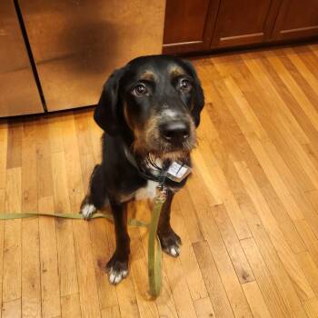 Barnaby -  Labradoodle Dog for Adoption in East Peoria, Illinois - Barnaby | PetCurious
